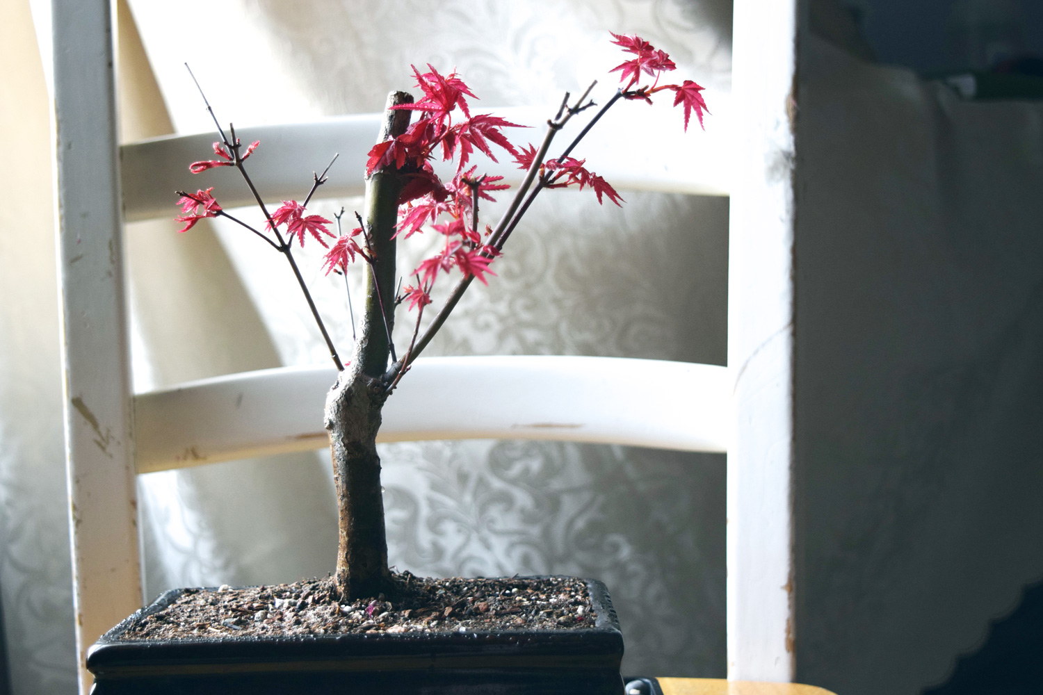 Bonsai picture