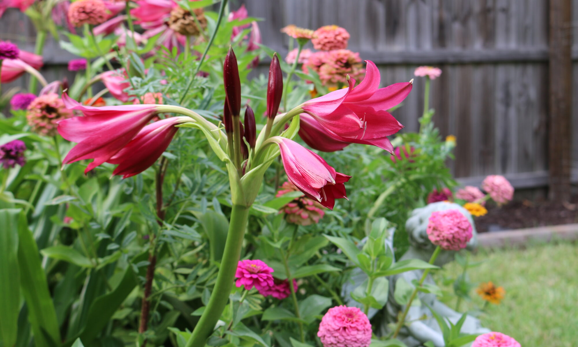 Pink Crinum Lilies